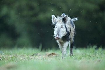Dzik euroazjatycki, dzik, (Sus scrofa) © Bartosz Rakoczy