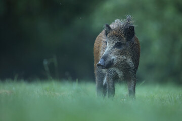 Dzik euroazjatycki, dzik, (Sus scrofa) © Bartosz Rakoczy