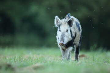 Dzik euroazjatycki, dzik, (Sus scrofa) © Bartosz Rakoczy