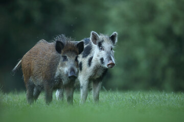 Dzik euroazjatycki, dzik, (Sus scrofa)