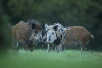 Dzik euroazjatycki, dzik, (Sus scrofa) © Bartosz Rakoczy