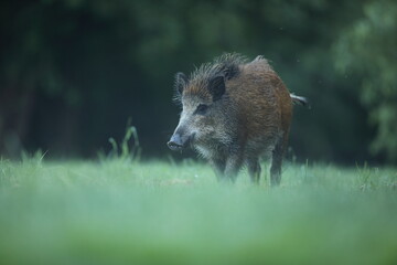 Dzik euroazjatycki, dzik, (Sus scrofa) © Bartosz Rakoczy