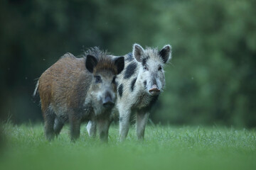 Dzik euroazjatycki, dzik, (Sus scrofa) © Bartosz Rakoczy