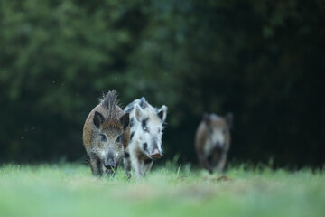 Dzik euroazjatycki, dzik, (Sus scrofa) © Bartosz Rakoczy