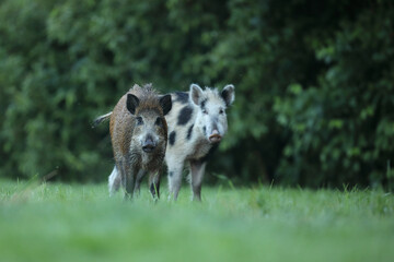 Dzik euroazjatycki, dzik, (Sus scrofa) © Bartosz Rakoczy