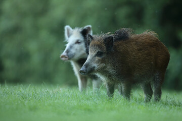 Dzik euroazjatycki, dzik, (Sus scrofa) © Bartosz Rakoczy