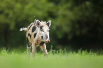Dzik euroazjatycki, dzik, (Sus scrofa) © Bartosz Rakoczy