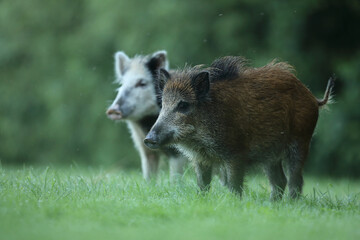 Dzik euroazjatycki, dzik, (Sus scrofa) © Bartosz Rakoczy