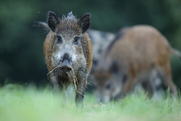 Dzik euroazjatycki, dzik, (Sus scrofa) © Bartosz Rakoczy