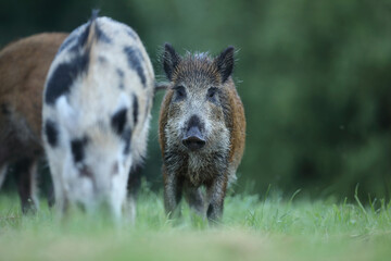 Dzik euroazjatycki, dzik, (Sus scrofa) © Bartosz Rakoczy