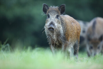 Dzik euroazjatycki, dzik, (Sus scrofa) © Bartosz Rakoczy