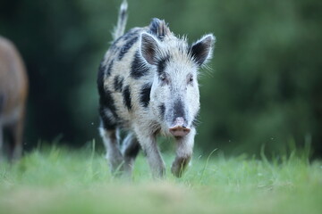Dzik euroazjatycki, dzik, (Sus scrofa) © Bartosz Rakoczy