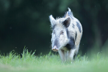 Dzik euroazjatycki, dzik, (Sus scrofa) © Bartosz Rakoczy