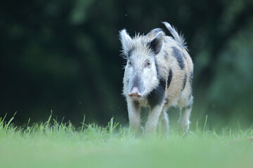 Dzik euroazjatycki, dzik, (Sus scrofa) © Bartosz Rakoczy
