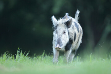 Dzik euroazjatycki, dzik, (Sus scrofa)