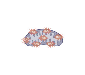 Oxidative stress, an imbalance of free radicals and antioxidants. Mitochondrial dysfunction. Vector scientific illustration.