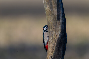 Fauna selvatica Capanno Nisida Poiana