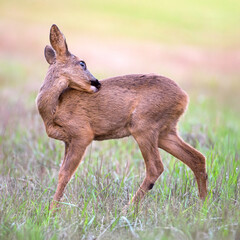 Young roe deer doe grooming in a clearing. Capreolus capreolus, Sologne, Loiret 45, région Centre-Val-de-Loire, France, European Union, Europe