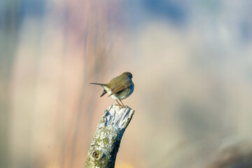 Fauna selvatica Capanno Nisida Poiana