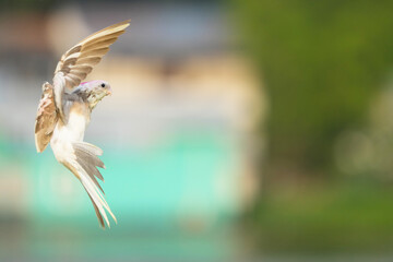 Cockatiel ​​parrot Free-flying training bird 
