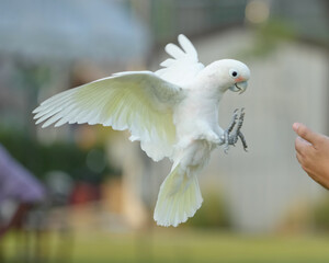 Cockatoo Free-flying training bird standing on a perch.