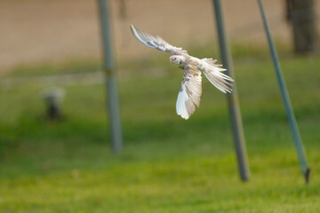 Cockatiel ​​parrot Free-flying training bird 