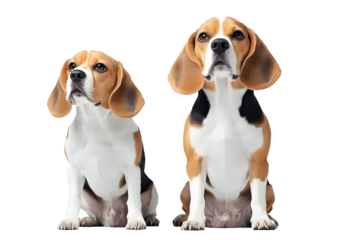 Playful beagles in a studio dog portraits indoor setting front view pet photography for animal lovers