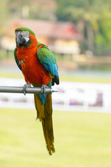 Harlequin macaw Hybrid green wing with blue and gold macaw Free-flying training bird standing on a perch.