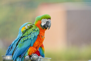 Harlequin macaw Hybrid green wing with blue and gold macaw Free-flying training bird standing on a perch.