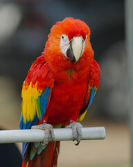 scarlet macaw