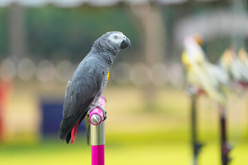 African Grey Parrot, Grey parrot Free-flying training bird standing on a perch.