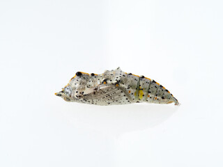 Cabbage White Butterfly Chrysalis in a white background. Pieris genus. 