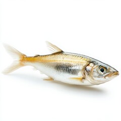 Naklejka premium A fish is positioned upright on a clean, white surface, showcasing its unique shape and colors against the stark background.