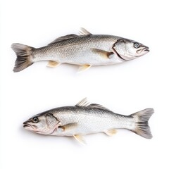 Obraz premium Two fish are displayed on a white surface, with one fish positioned to face the camera, highlighting their features and colors distinctly.