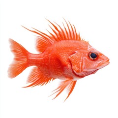 A fish with an elongated tail swims gracefully, showcasing its unique form and vibrant colors in a captivating aquatic environment.