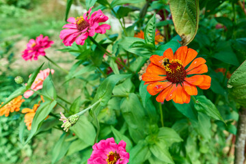 Closeup of a bee on a vibrant zinnia flower in a garden on a sunny day