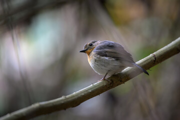 robin on branch