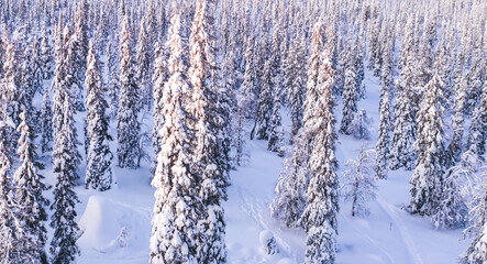 Aerial view from drone of white snowy pines of coniferous forest trees in Lapland National park environment, bird’s eye scenery view of famous nature landmark in Riisitunturi on winter season