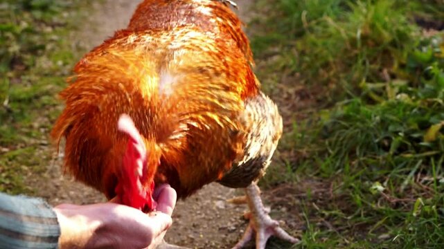 coq mangeant dans les mains de son ma&icirc;tre,  dans le jardin au soleil d'hiver avec zoom arri&egrave;re et fondu au noir