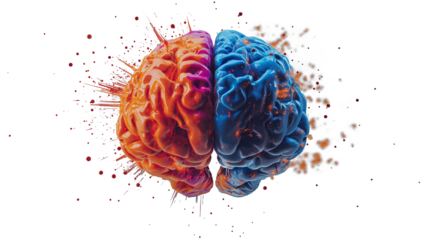 Left right human brain concept isolated on a white background