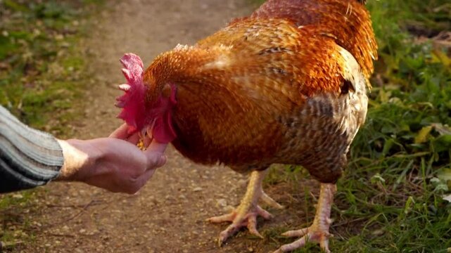 coq mangeant dans les mains de son ma&icirc;tre,  tr&egrave;s joli coq, volaille de race dans le jardin au soleil d'hiver avec zoom arri&egrave;re tr&egrave;s doux