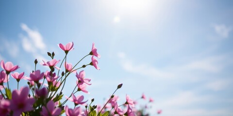 Delicate Pink Blossoms Reaching for the Sunny Sky
