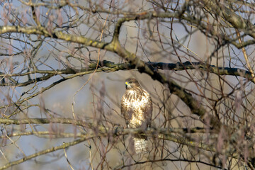 Fauna selvatica Capanno Nisida Poiana
