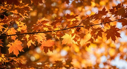 Obraz premium Colorful Autumn Leaves of a Maple Tree on a Bright Sunny Day