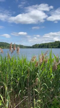 Closeup footage of the giant reed (Arundo donax) on the lake shore swaying in wind on a sunny day