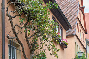 Birnbaum als Spalierbaum an einer Fassade als Dekoration in Rothenburg ob der Tauber in Deutschland