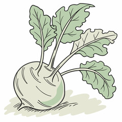 illustration of a radish