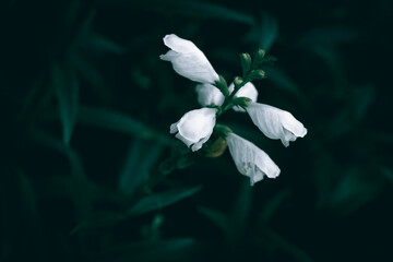 A close up of white Obedience plant flowers on a meadow