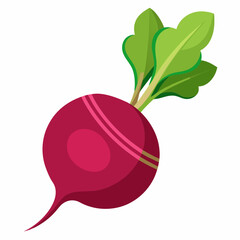 radish isolated on white