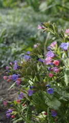 Pulmonaria officinalis, lungwort, medicinal plant lungwort
